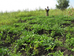 A Report of Thanks from Malawi