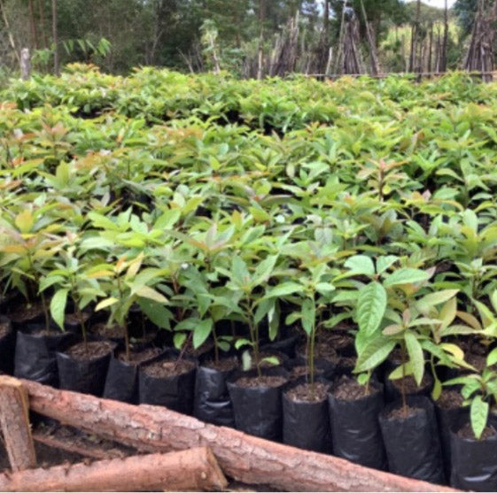 05. Seedlings & Training