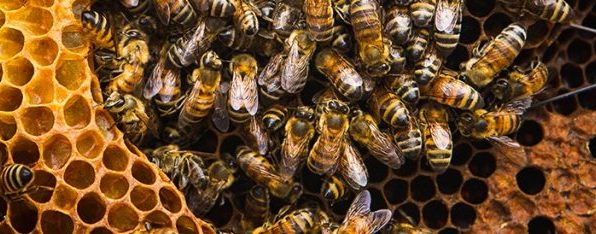 World Bee Day