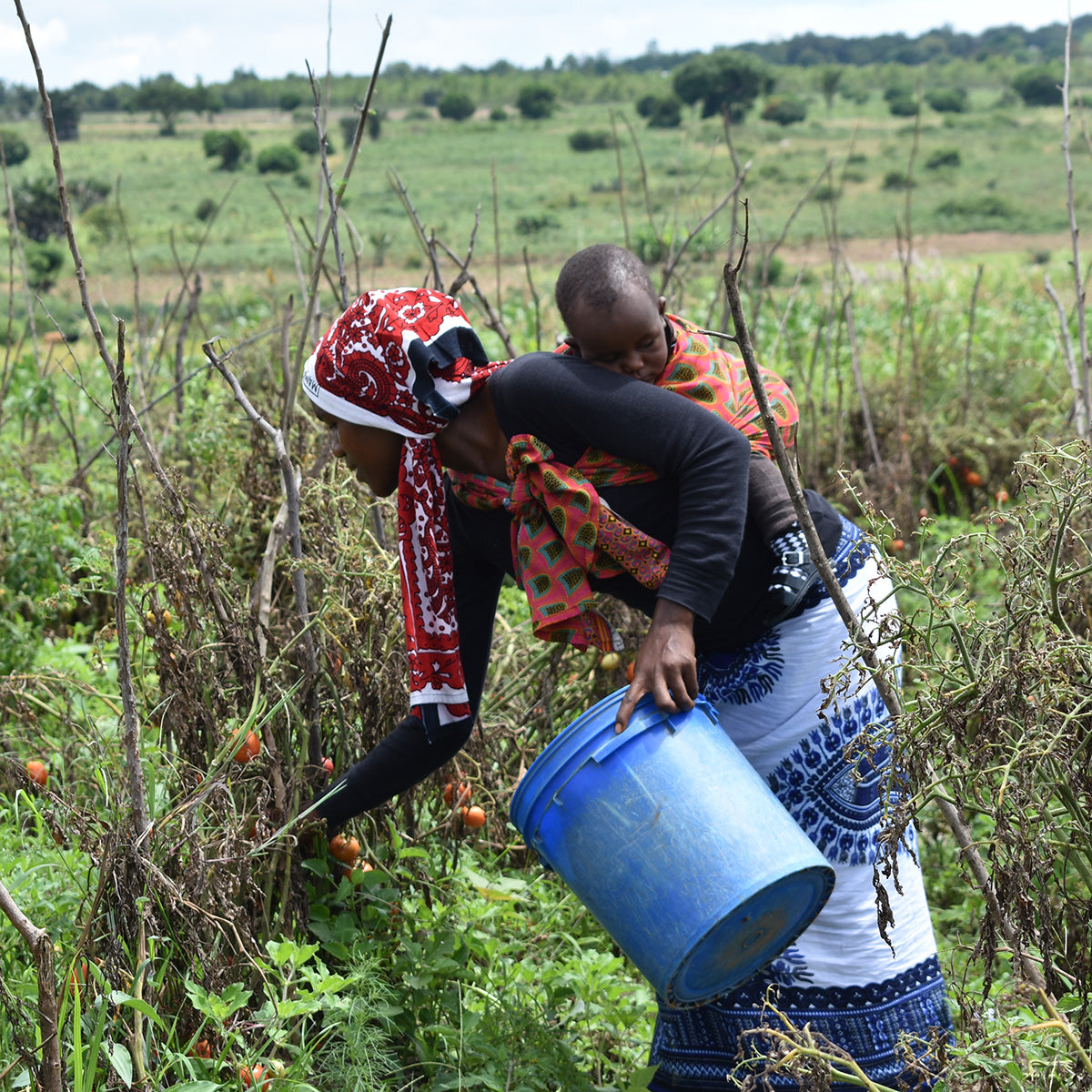 Conservation Agriculture